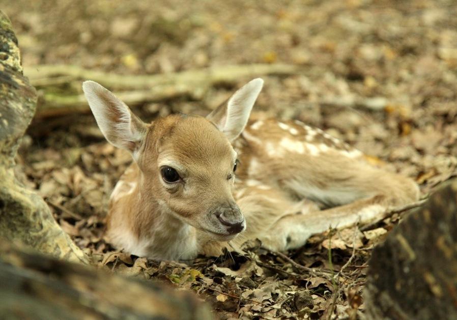 Chambres D'Hotes La Corne Aux Vaches Frétigney-et-Velloreille Kültér fotó